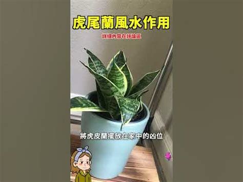 虎尾蘭風水玄關|【虎尾蘭風水】虎尾蘭風水指南：招財旺運、避厄除煞